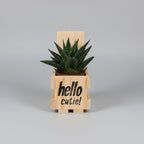 A small succulent plant in a wooden crate planter made from pallet wood with the words 'hello cutie!' printed on the front, placed on a white countertop in front of a washing machine.