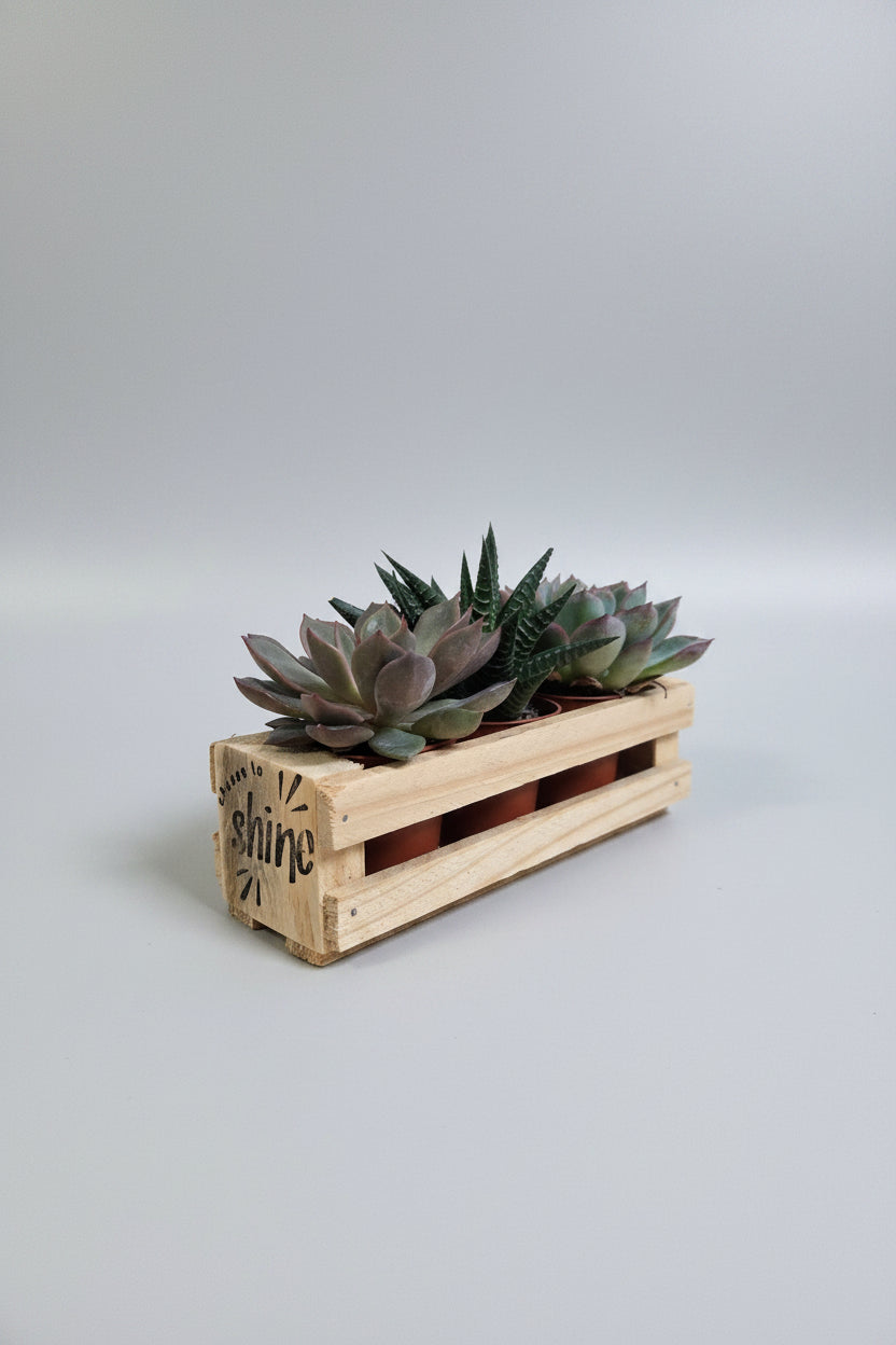 A small rectangular wooden planter box made from pallet wood with a slatted front, holding several succulent plants. The front side of the wood is printed with the words 'shine' and small sunburst details.