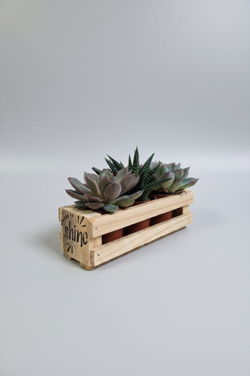 A small rectangular wooden planter box made from pallet wood with a slatted front, holding several succulent plants. The front side of the wood is printed with the words 'shine' and small sunburst details.