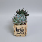 A small potted succulent arrangement in a wooden crate planter made from pallet wood that reads 'hello cutie!' in black text, placed on a light wood tabletop against a plain light gray wall.