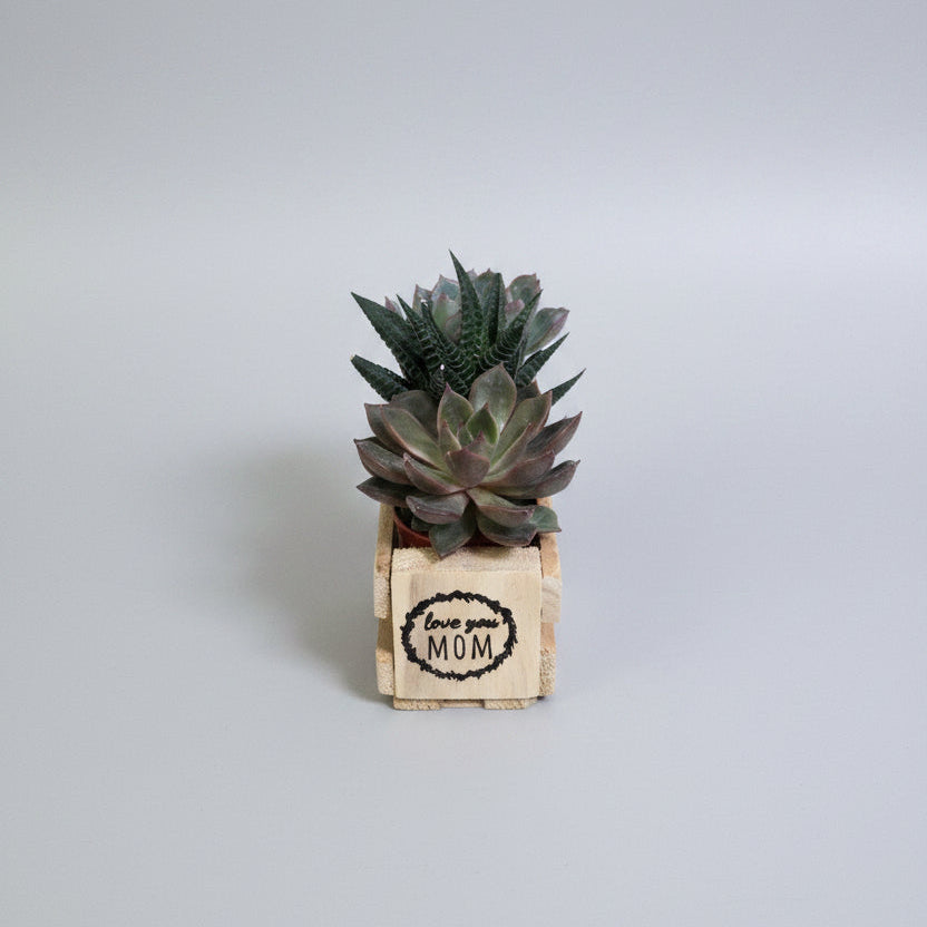 Two small succulent plants in a small wooden box made from pallet wood with 'MOM' printed on it, placed on a light wood tabletop against a plain light gray wall.
